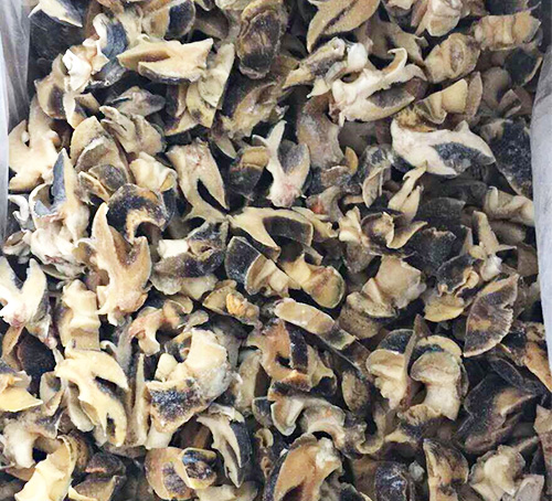 東港海螺哪家好 東港海螺哪家好